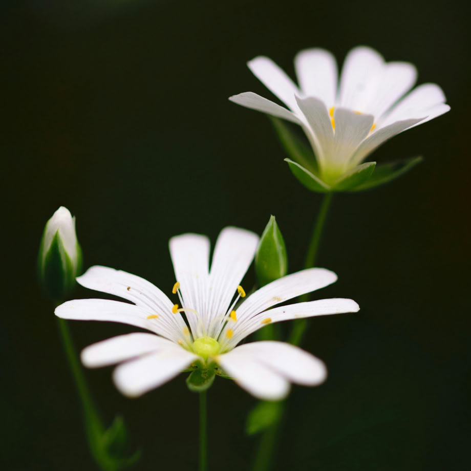 Selective Focus Photography of White Petaled Flower